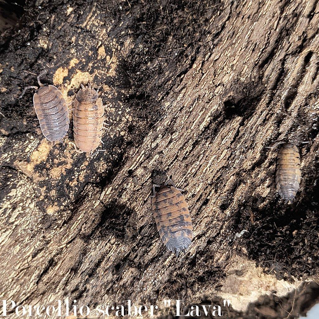 ISOPODY - výhodné balíčky / Aquatera Olomouc 25.1.