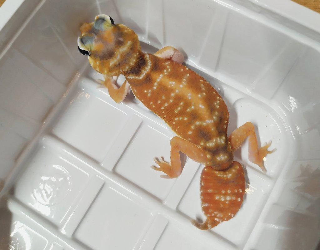 Nephrurus levis levis