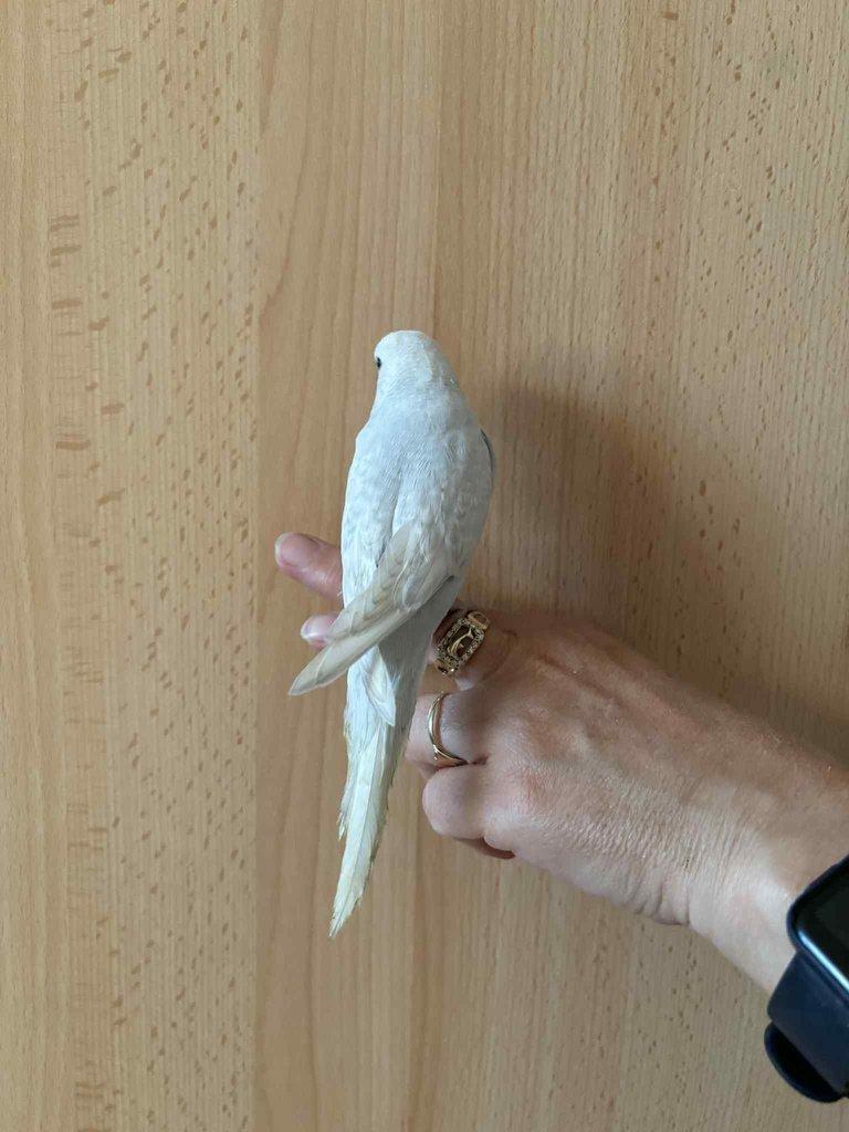 Prodám mladé andulky po vylétnutí z budky