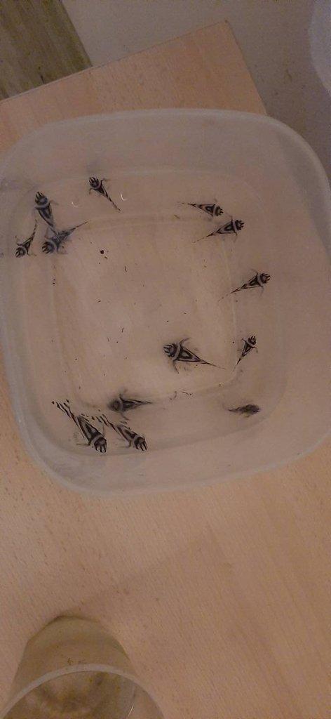 Hypancistrus Zebra L046