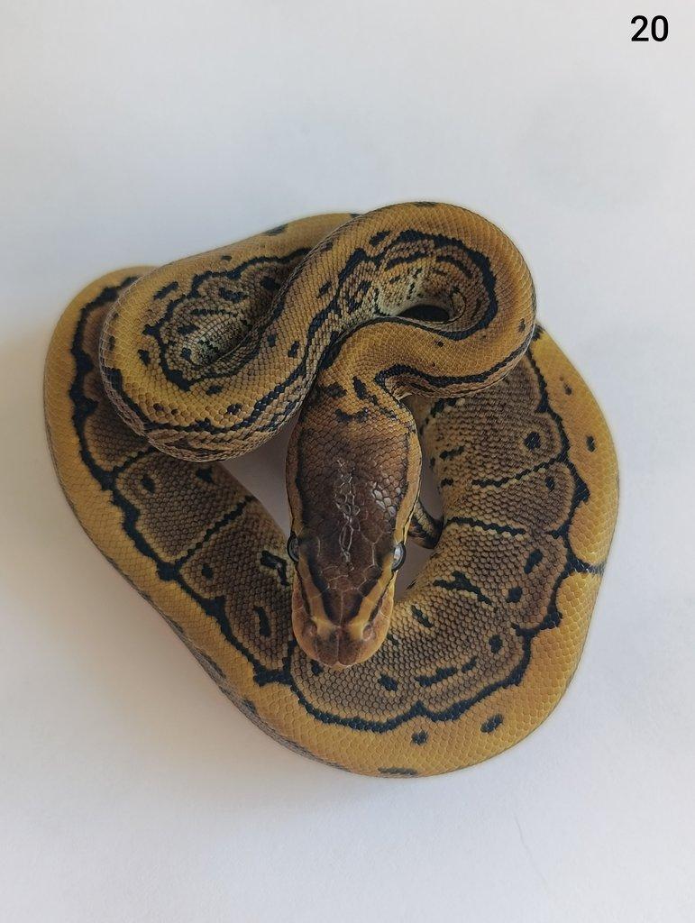 Krajta královská/ Python regius