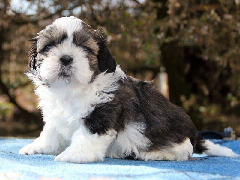 Shih-tzu, ši-tzu, ši-cu - štěňátka s  PP FCI