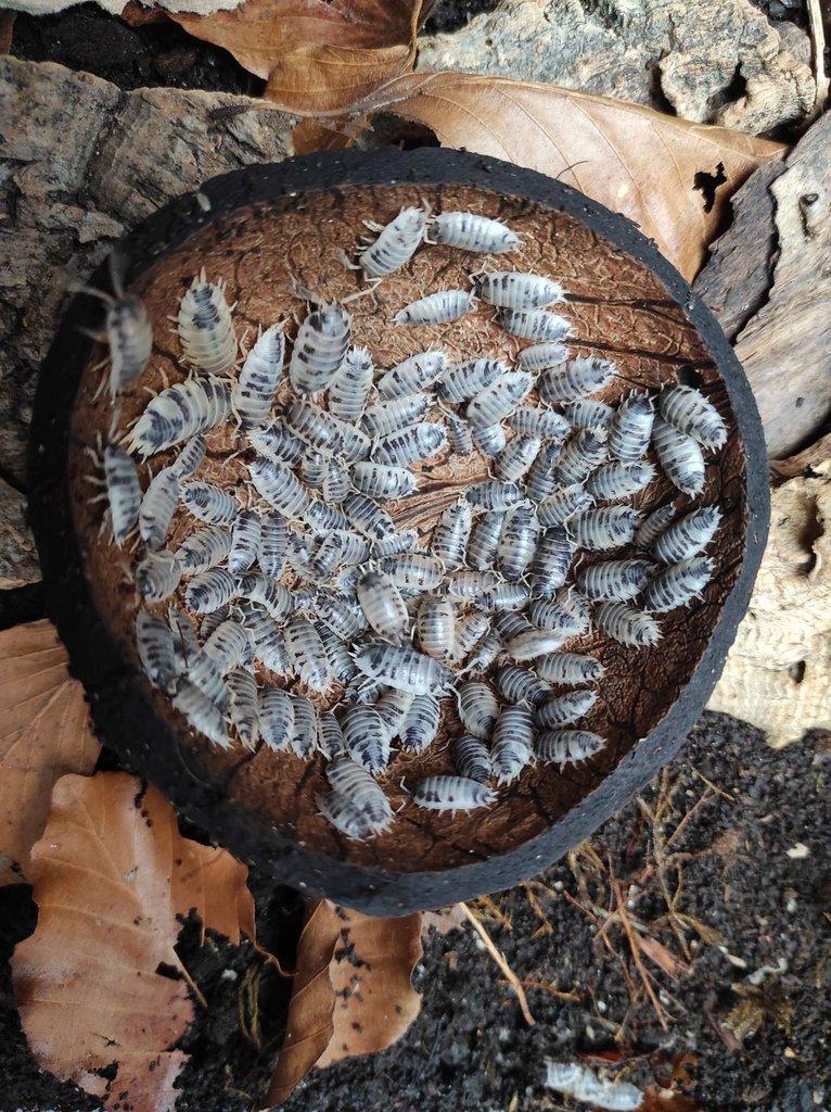 Porcellio laevis dairy cow
