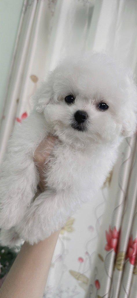 Bišonek na prodej ve vašem okolí