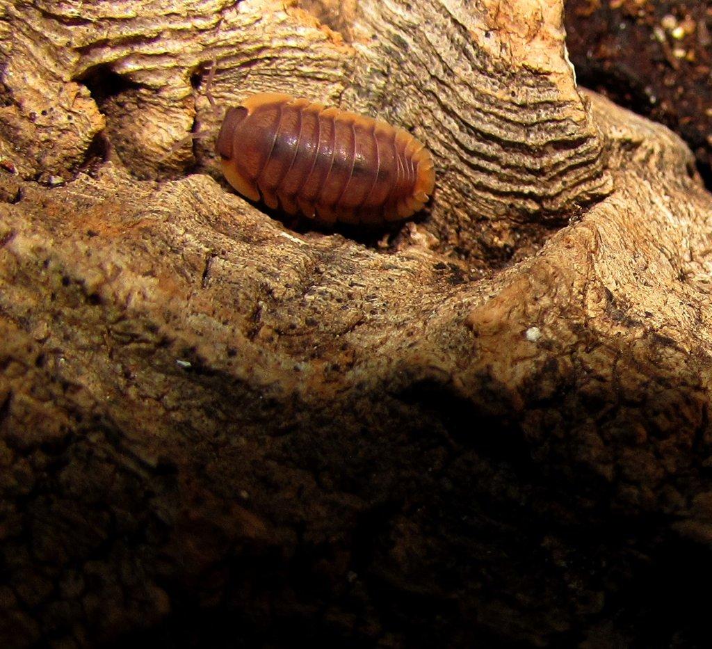 Isopody - Živá exotika 10.5.,stůl J05