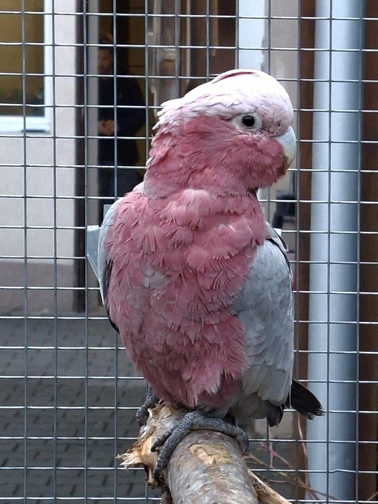 Kakadu ruzovy štépak