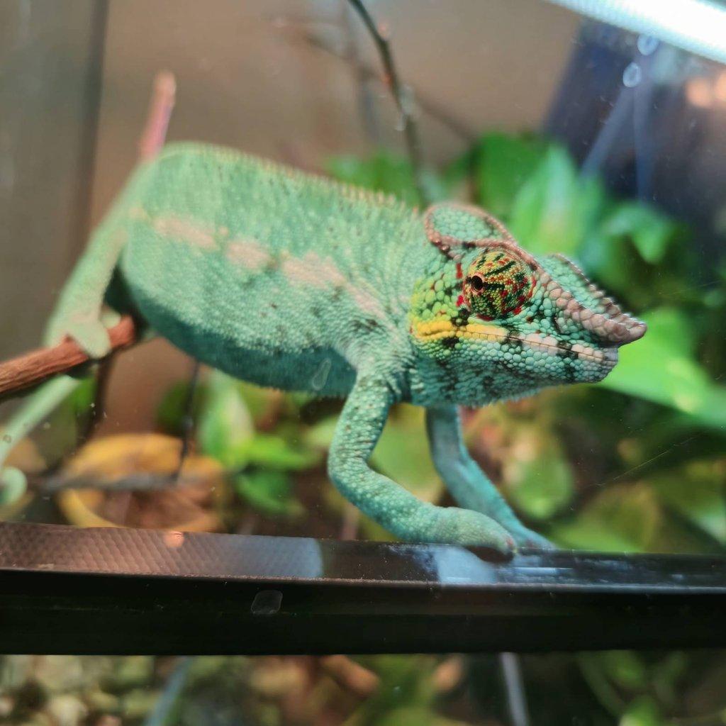 Furcifer pardalis nosy be