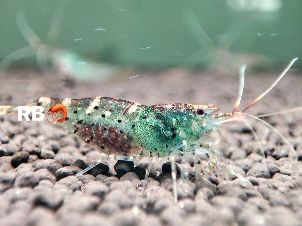 TOP PREMIUM AKVA KREVETKY Caridina a Neocaridina - Odchovy