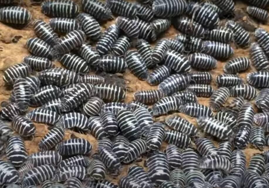 Isopody, subtropické stinky, armadillidium maculatum zebra