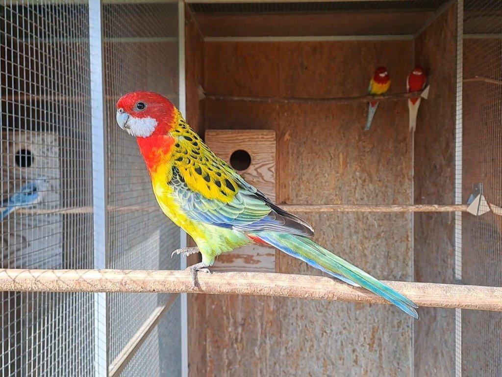 Rozela Goldmantel - přírodní / zlatá, modrá, opalin