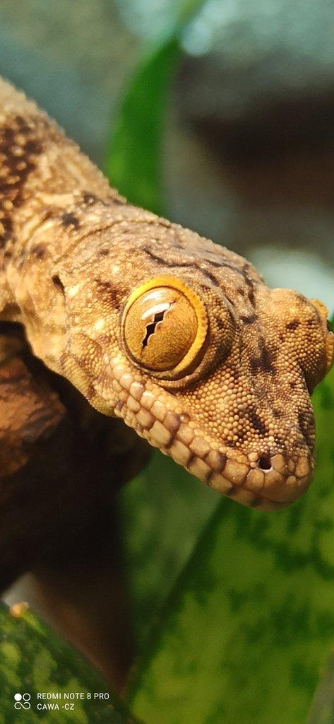Blaesodactylus boivini