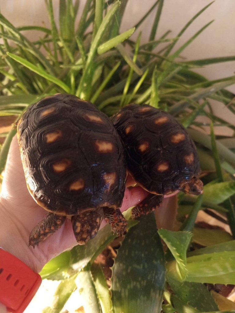 Želva uhlířská, dvě roční želvy/ Brno -venkov