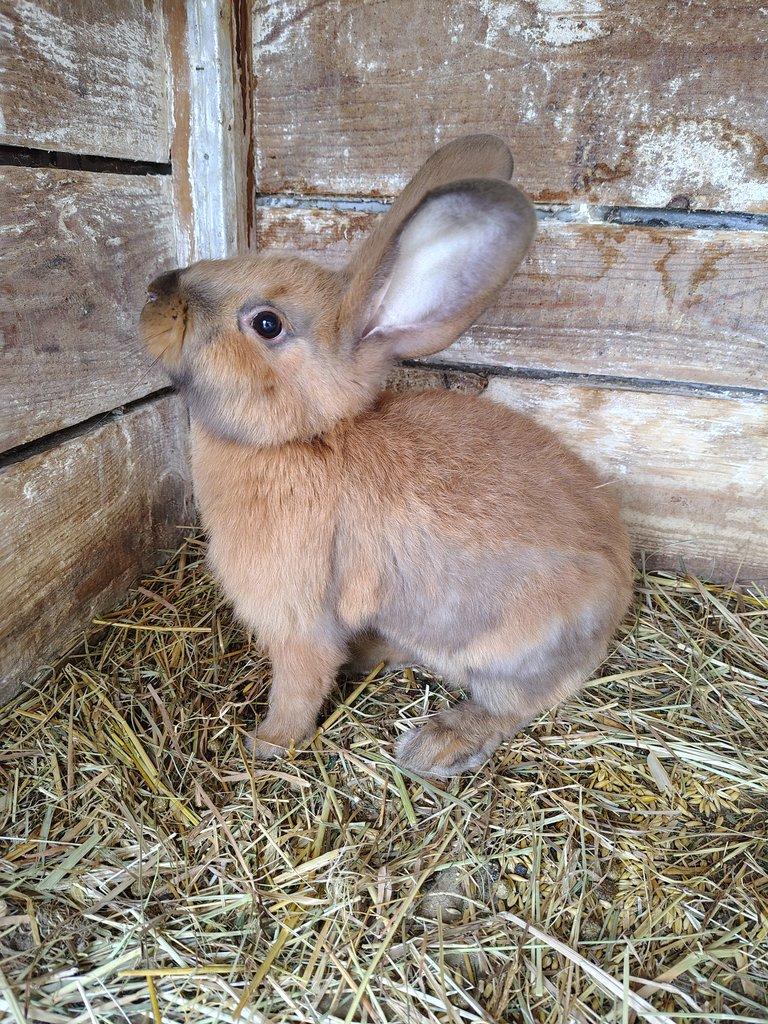 Králíci - samci