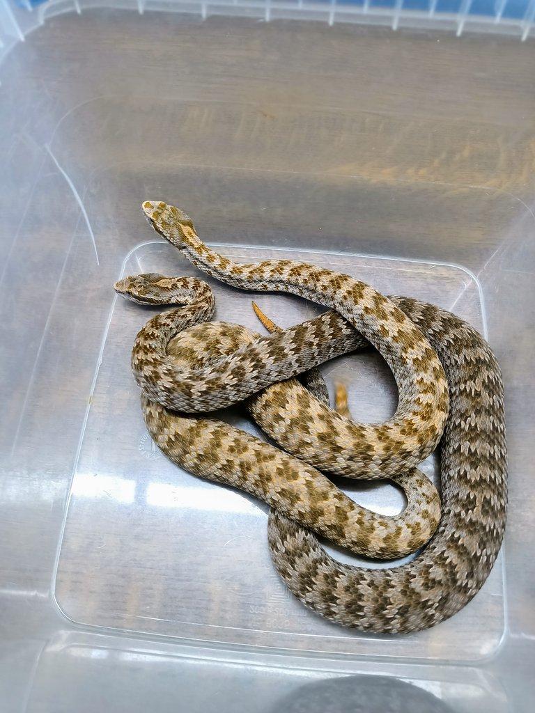 Gloydius halys caraganus