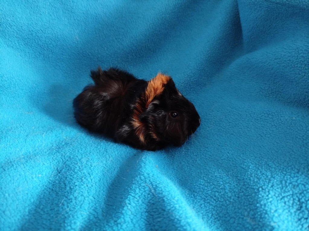 Malá morčátka vhodná na domácí mazlíčky