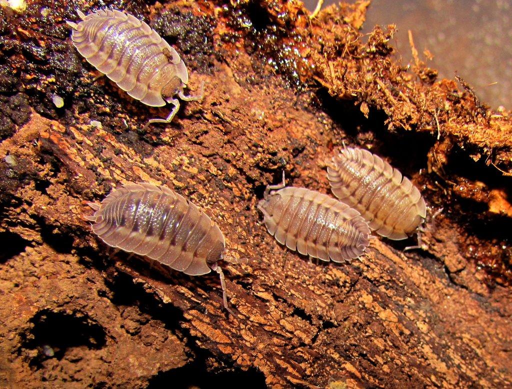 Isopody - Živá exotika 10.5.,stůl J05