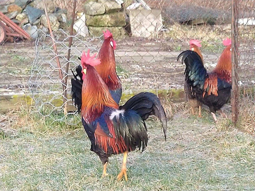 kohout Vlaška korioptví