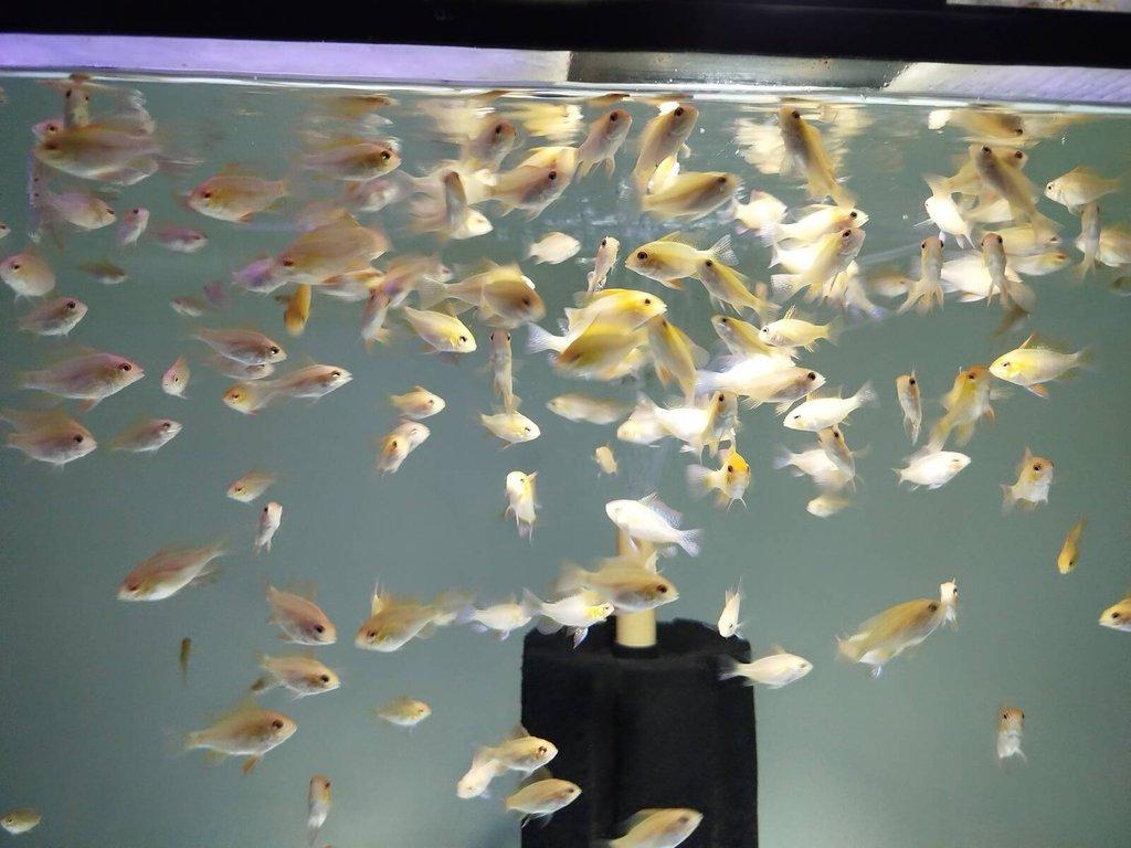 Ramirezky Gold