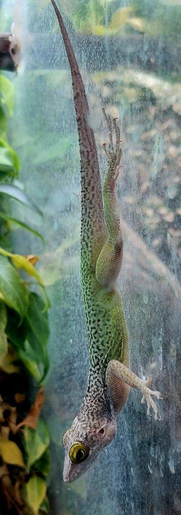 1.1 Anolis leachii NZ24