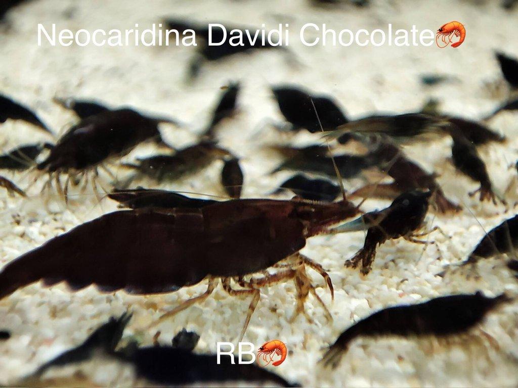 TOP PREMIUM AKVA KREVETKY Caridina a Neocaridina - Odchovy