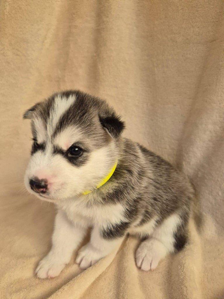 Štěňata Sibiřský husky