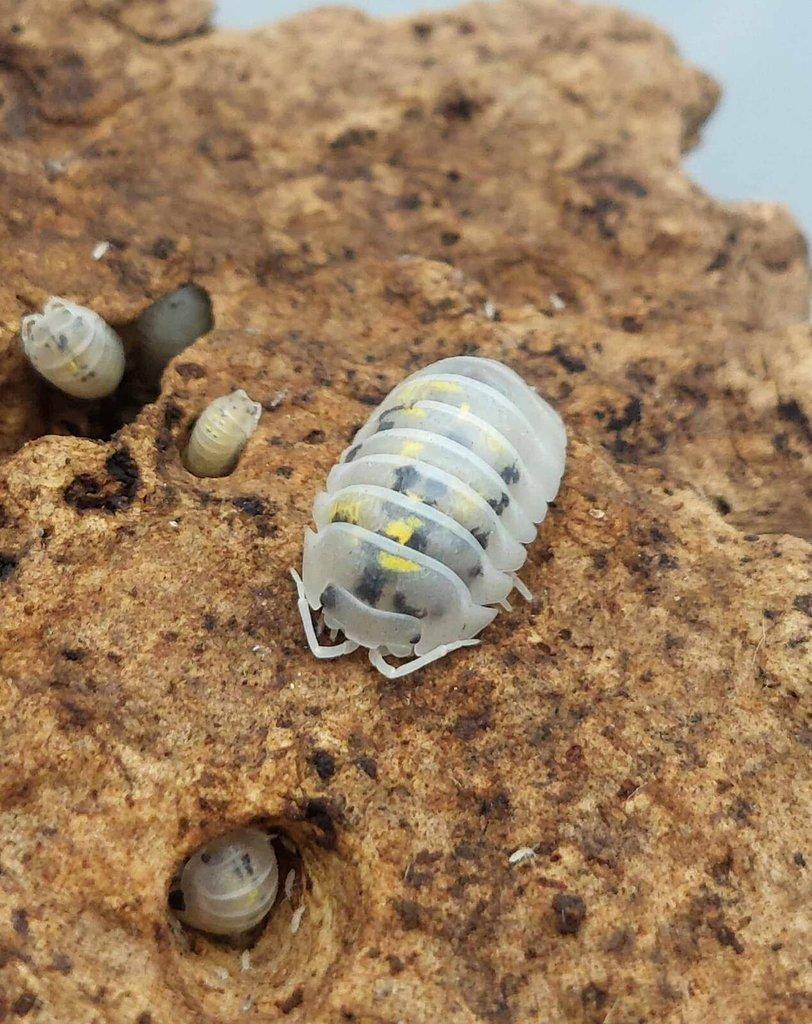ISOPODA - Hobby druhy - aktualizovaný seznam