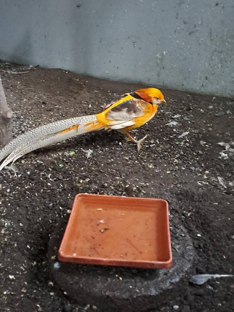 Prodám bažanty zlatožluté