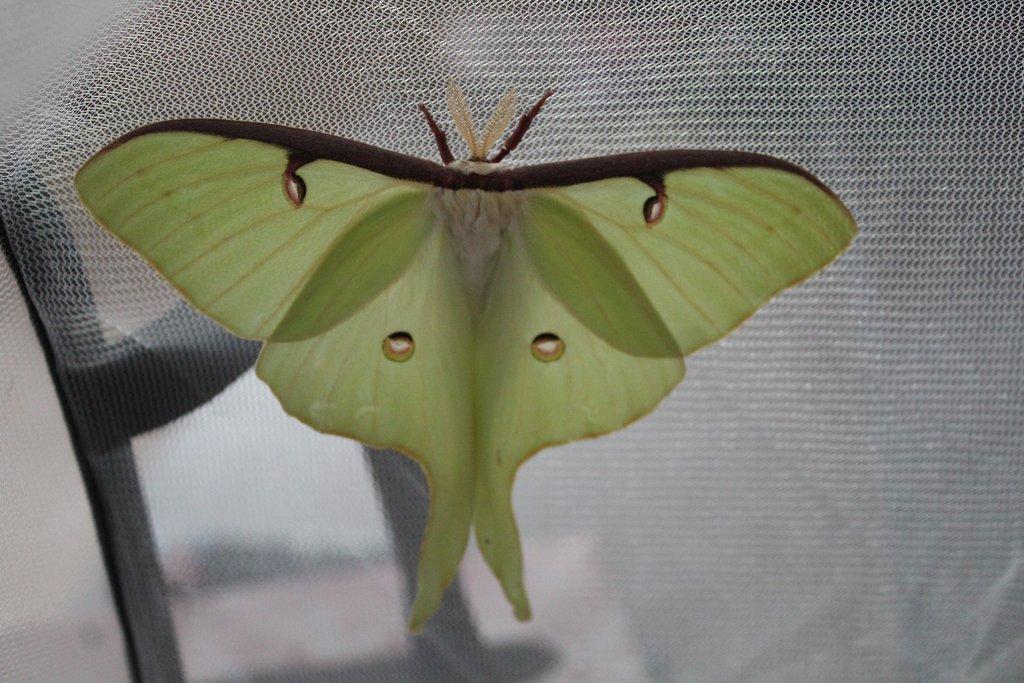 Martináč Měsíčitý - Actias luna