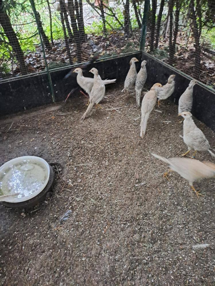 Bažant zlatožlutý