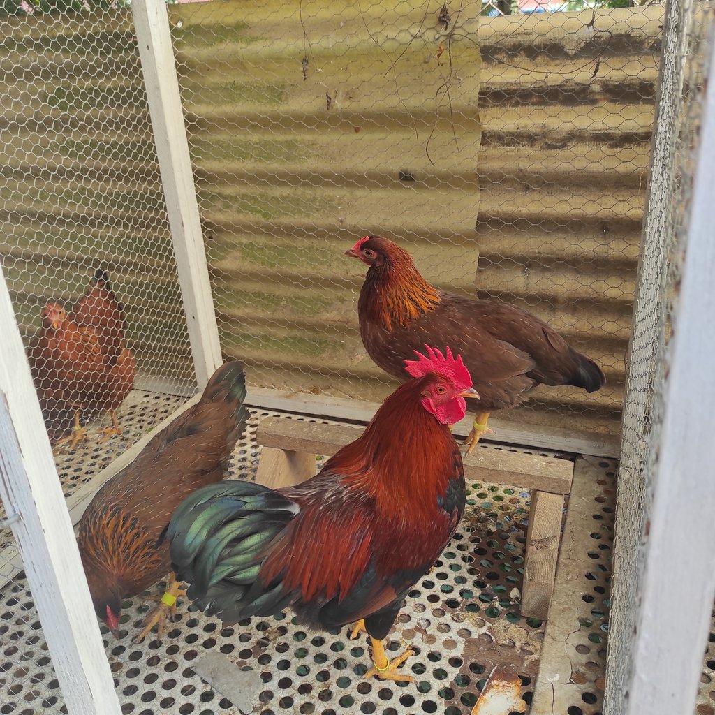 VELSUMKA ZDROBNĚLÁ REZAVĚ KOROPTVÍ  NV