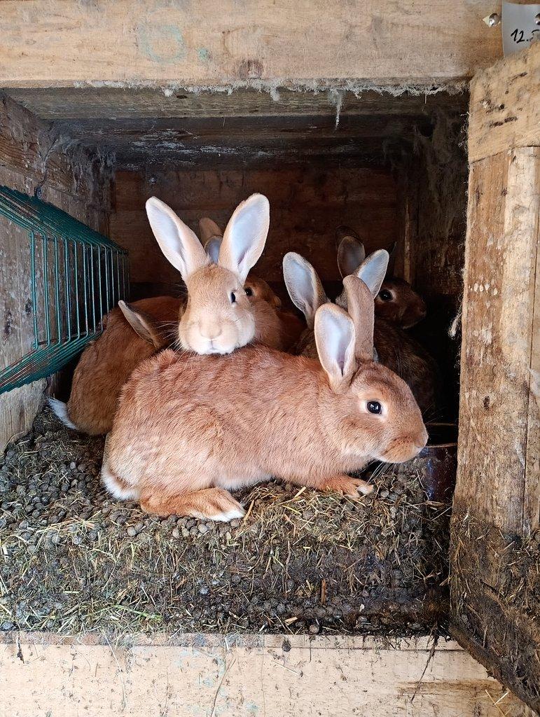 Prodám poslední králíky na prodej..........