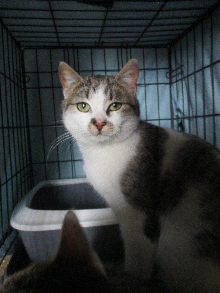 Kočičí parta hledá domov