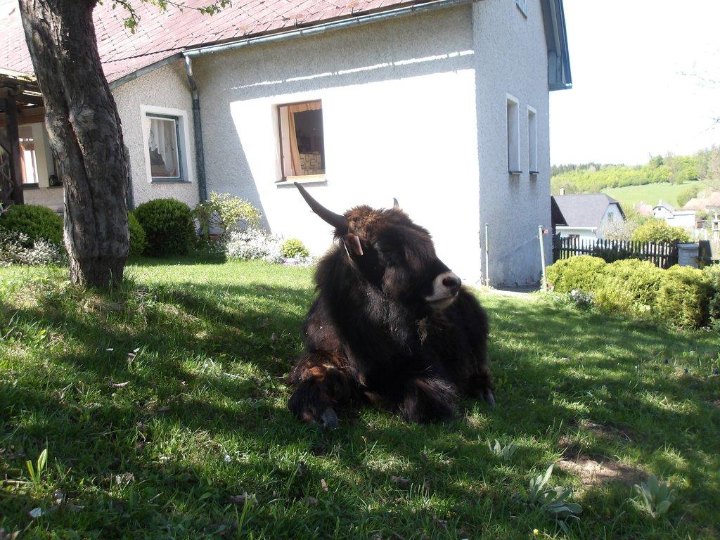 Jak domácí (Himálajský-tibetský skot) - i mladé kusy naučené k vypásání zahrad