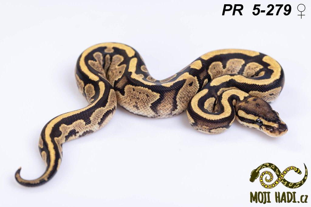 Python regius - Krajta královská