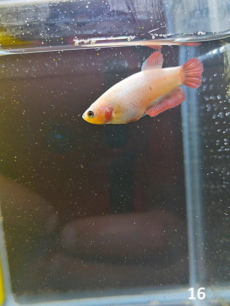 Betta Splendens - Samci