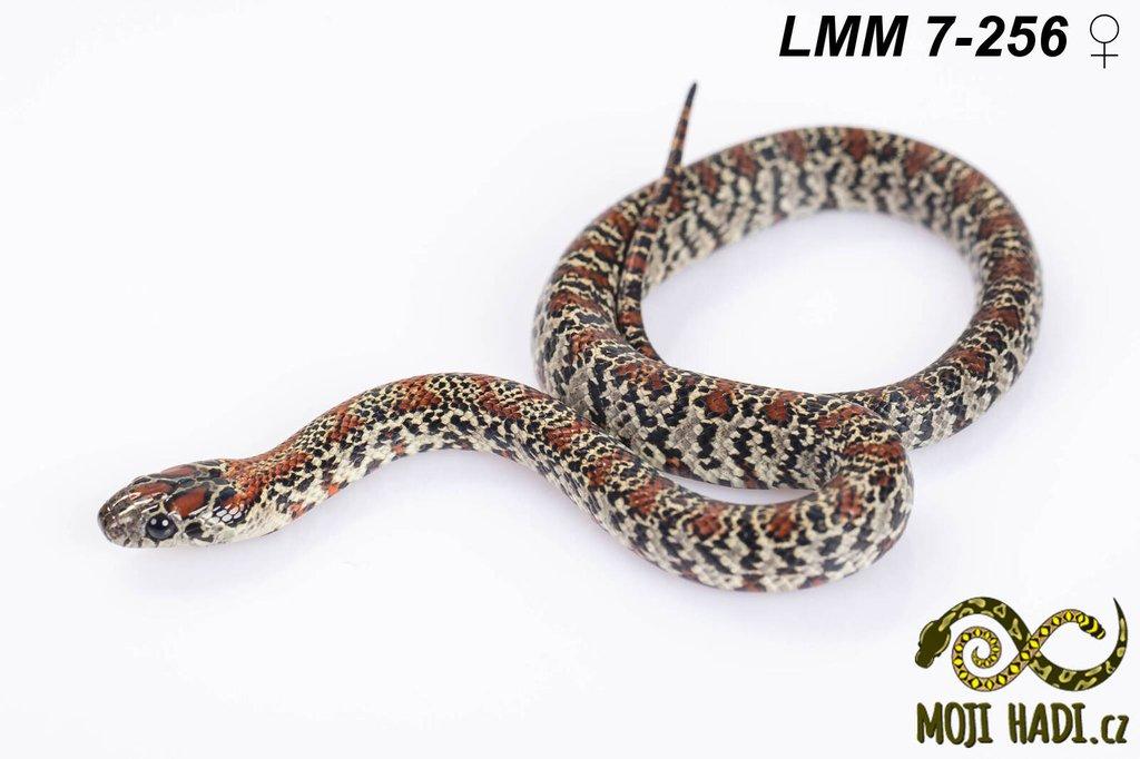Lampropeltis mexicana mexicana - Korálovka mexická 2024