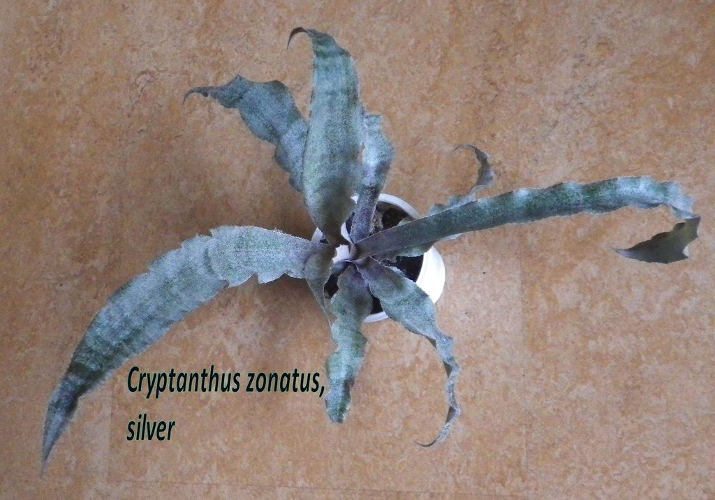 Terarijní bromélie Cryptanthus
