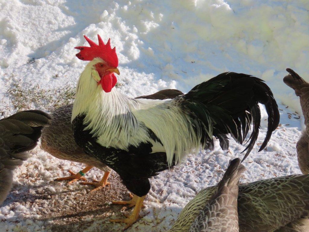 Vlaška stříbrně zbarvená - násadová vejce