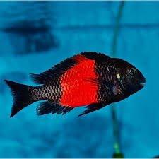 Tlamovci jezera Tanganika a Malawi.