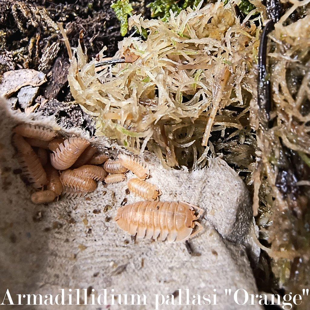 ISOPODY bulk / balíčky - Fauna trhy Ostrava 15.2.