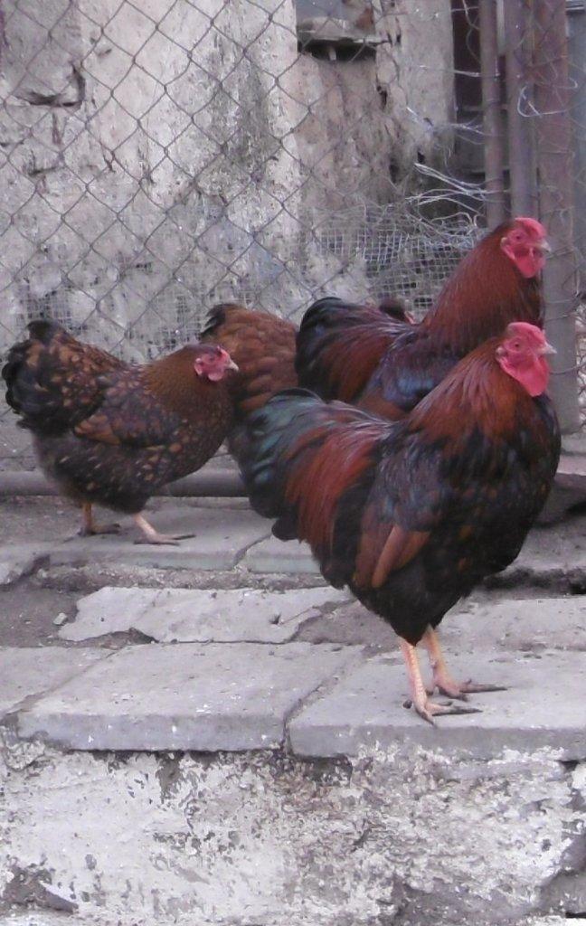 Nabízím násadová vejce zdrobnělých vyandotek