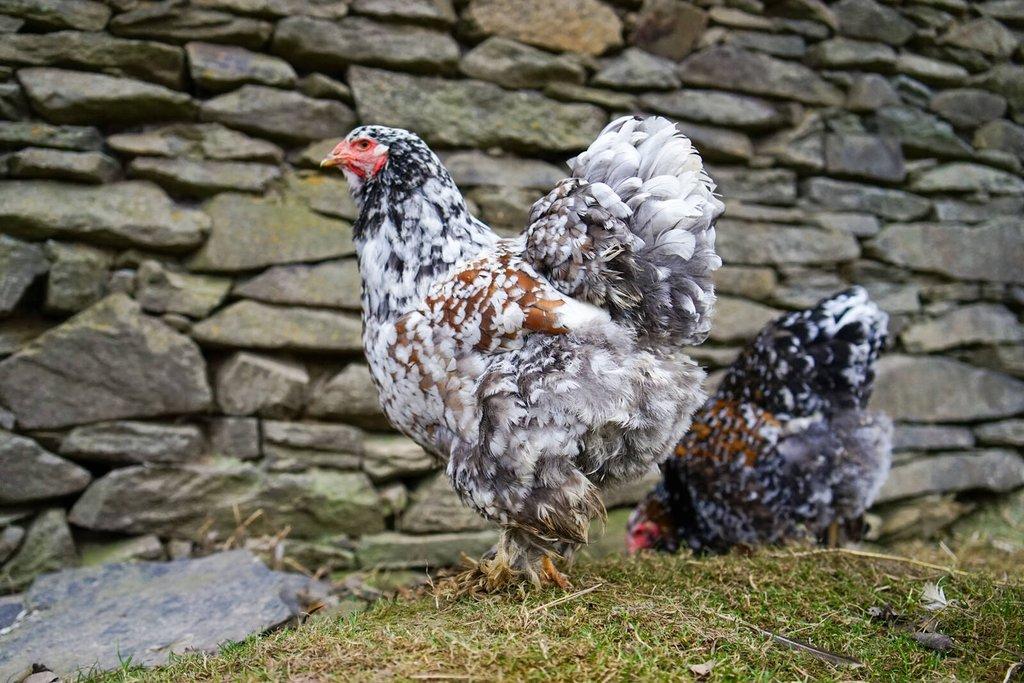 Brahmánky porcelánové🥚 (násadová vejce)