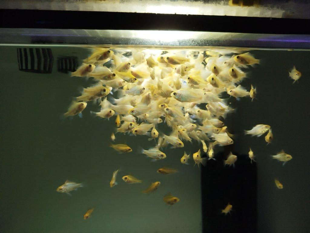 Mikrogeophagus ramirezi