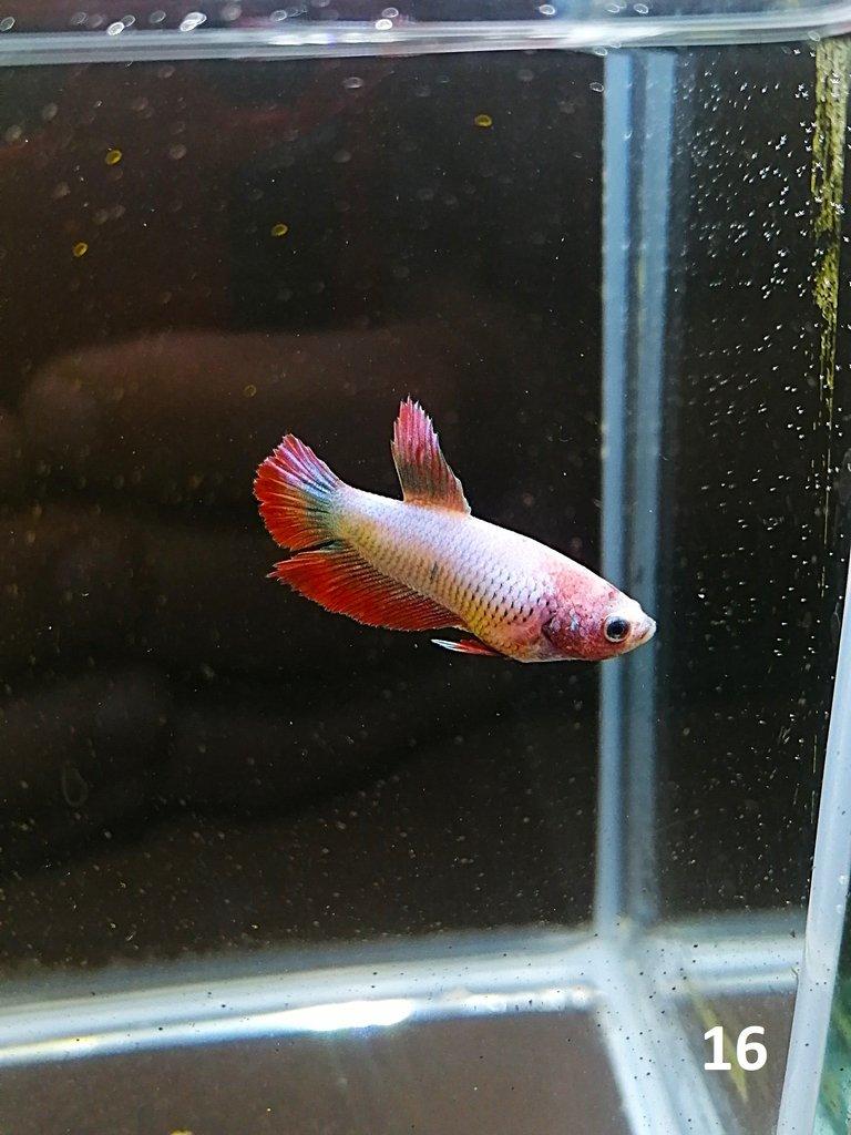 Betta Splendens - Samci