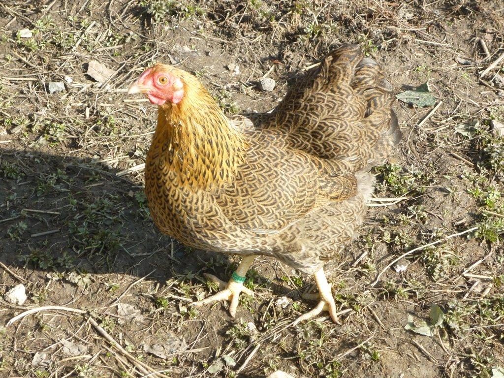 zdr. W. koroptví 1,5