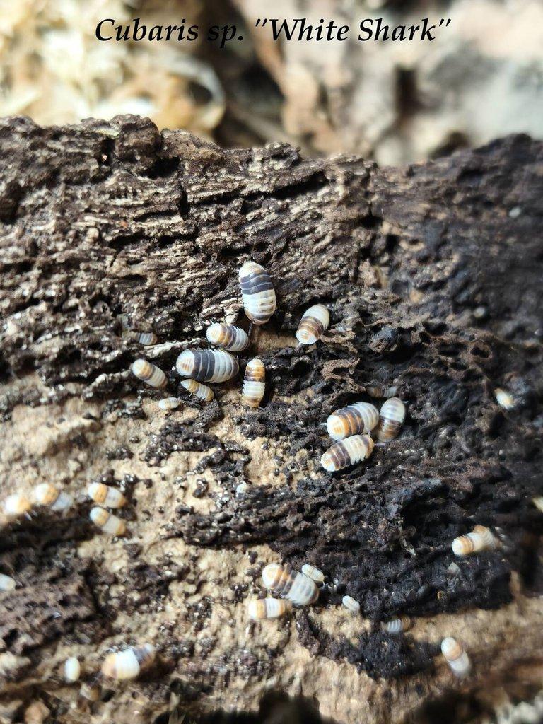 ISOPODY·STÍNKY·CHVOSTOSKOCI - POSÍLÁM / Fauna trhy Ostrava 26.4.