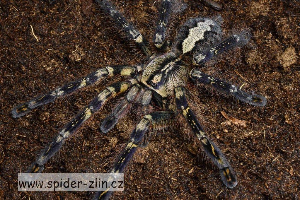 Samice P. victori, D.pentaloris, A. rufus, B. simoroxigorum a mnoho dalších zajimavých sklípkanů