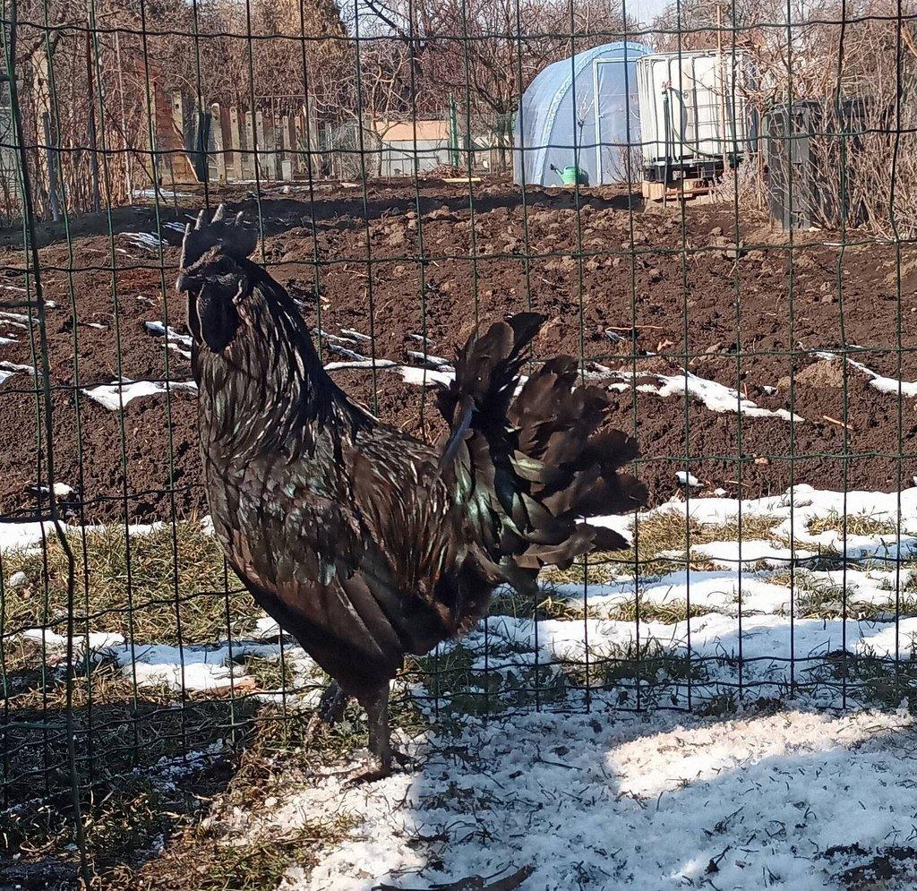 Ayam Cemani rezervace kuřat