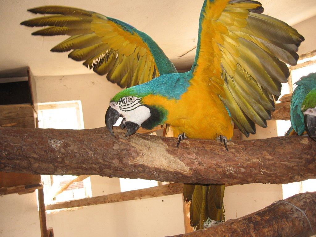 Prodá samce ara ararauna