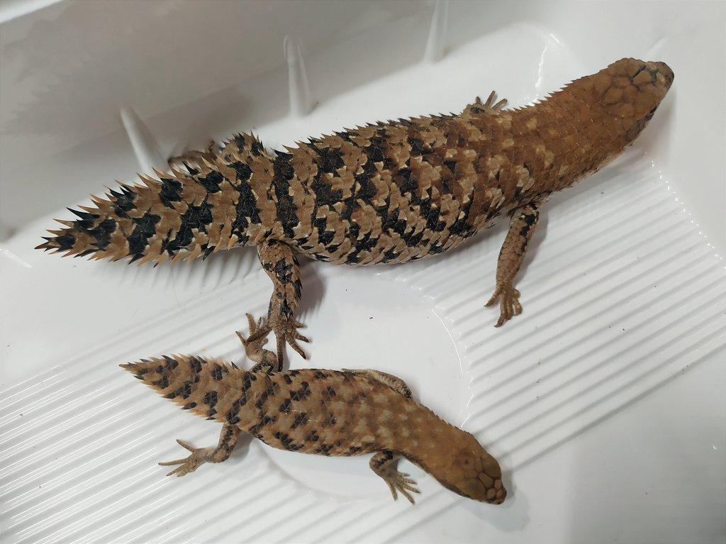Egernia depressa